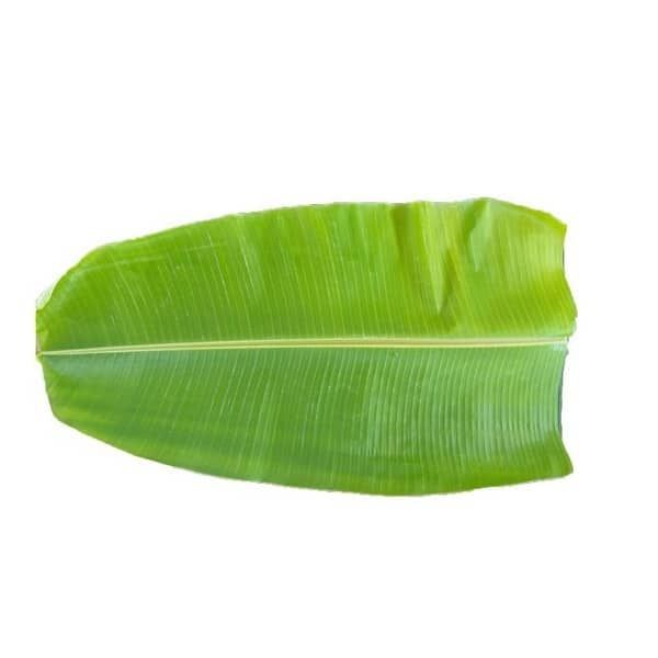 Banana Leaf Single - Shaalis.com