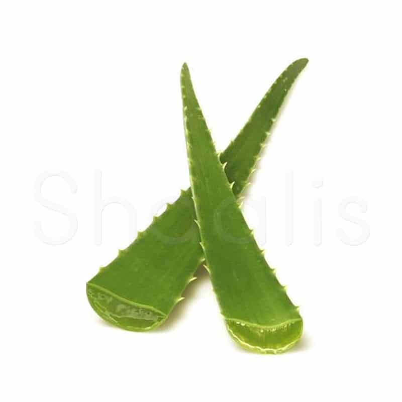 Fresh Aloe Vera Leaf (Single) - Shaalis.com