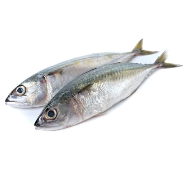 Fresh Indian Mackerel / Ayala / Kumbla 1kg - Shaalis.com