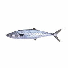 Fresh King Fish / Seer / Vanjaram / Neymeen 1kg - Shaalis.com