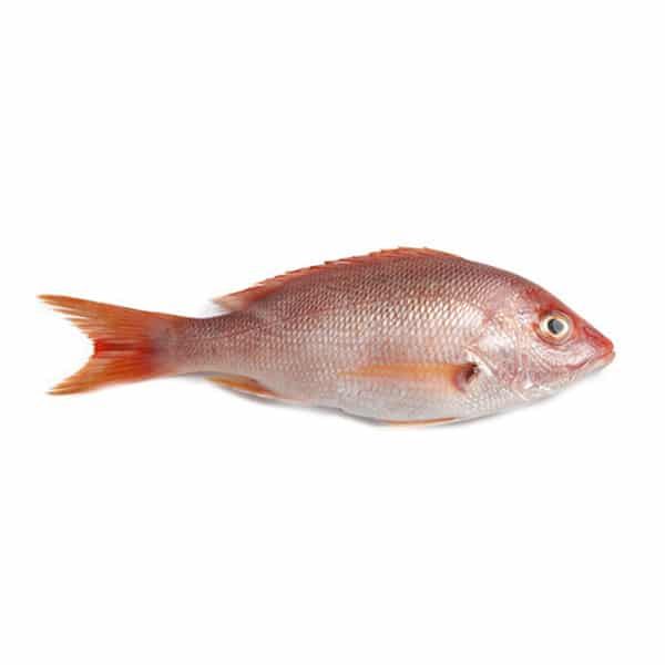 Fresh Sankara / Red Snapper Fish 1kg - Shaalis.com