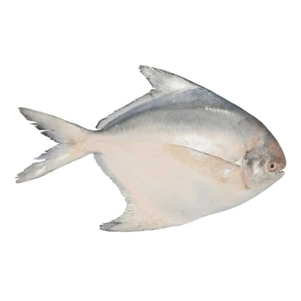 Fresh Pomfret White / Vavval 1kg - Shaalis.com